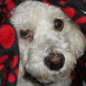 Meet your Posher, Dana